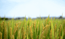 节约农药成本的方法