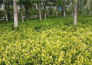 为什么在绿化苗木行业，只有20%的人Neng赚大钱，而80%的苗农却卖力气？