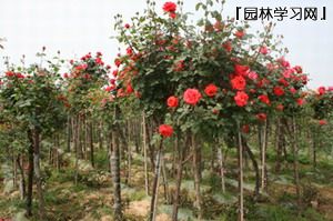 为何不接受树状月季？