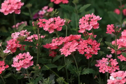种植密度， 榆叶梅的呼吸空间