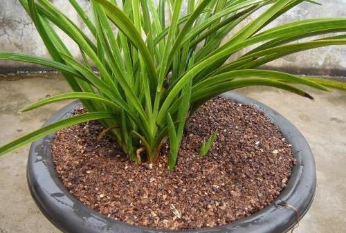 兰花用什么植料栽培最好养，最佳的兰花植料配比是什么