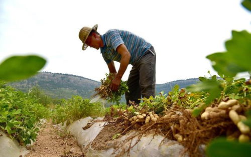 土壤温度，控旺的秘诀