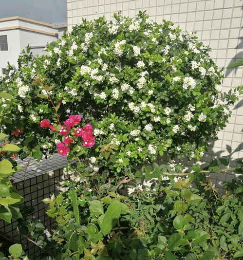 九里香一年开2-3次花，花量足，爆款花卉！