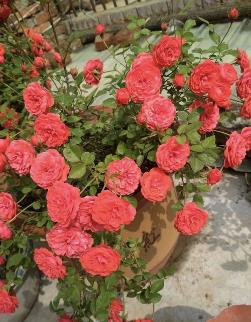 通用肥料：养花的“大众情人”