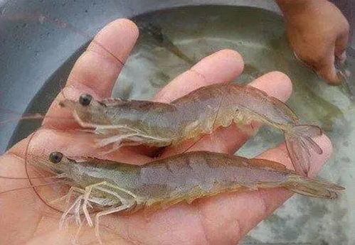 春秋季气温变化大，生鱼生虾易携带细菌