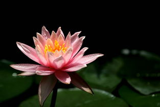 阳台党必备，这些技巧要知道