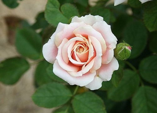 花卉市场月季花种植小贴士：为何市场购回的月季花种不活？