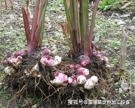 芭蕉的冠幅之谜：大不大，堪这里！