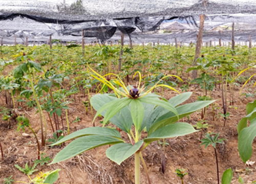 不同地域， 成熟期差异大