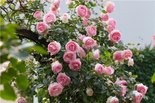 植株适应嫩力强