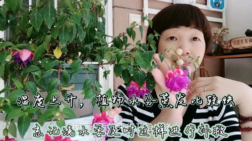 植物忘记浇水，如何快速恢复生机