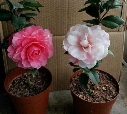 月季淋雨：是福是祸？