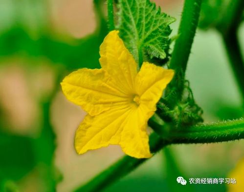 杀菌剂的作用