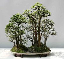 我国广泛引种栽培的园林植物