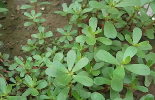 马齿苋修剪技巧：提升畜牧效率的实用指南