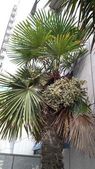 棕榈科植物的环境适应性