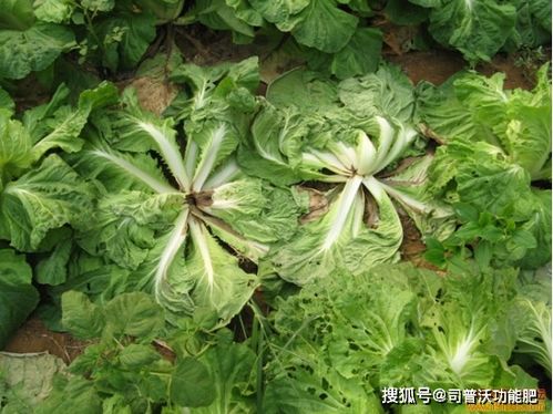 白菜软腐病用什么特效药治疗效果最佳