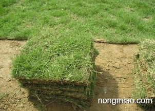 养护小技巧，让草坪geng绿geng美