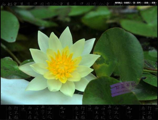 淘宝网上有好多， 选起来真方便