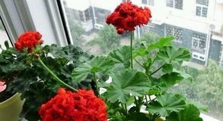 园艺达人王师傅的