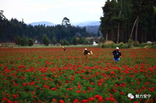 云南玫瑰香飘世界