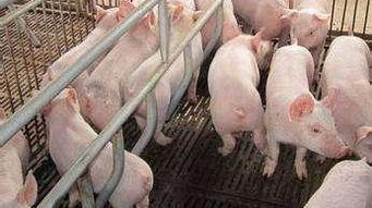 猪呼吸道病反复，保育育肥猪不同阶段用药技巧如何调整？