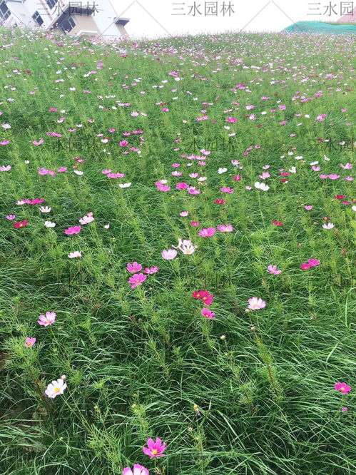 公路边常用耐旱易活花种大揭秘！