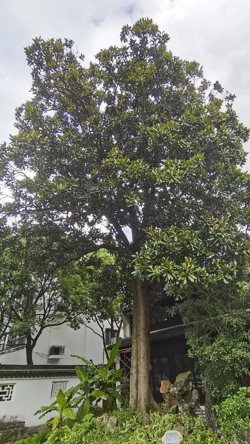 奇异植物的传说