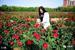 冬季月季如何进行科学修剪，以促进来年花朵繁盛和植株健康