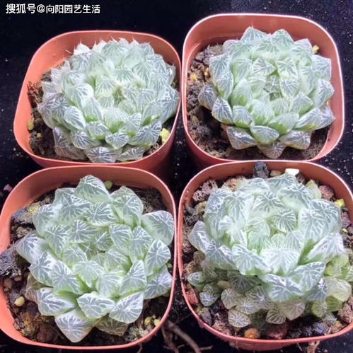 玉露种子如何种植才能确保发芽率高且生长健康