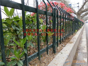 观赏花卉与草植物