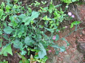 “红薯：非花之花，营养作物新宠”