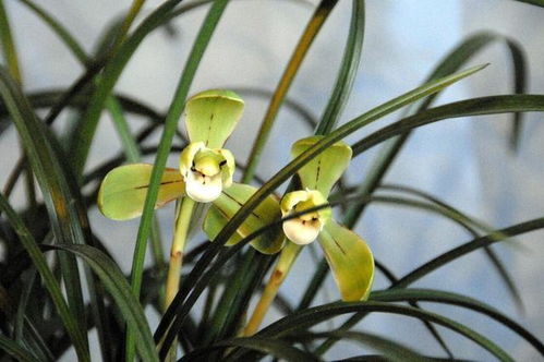 通风，别让兰花闷坏了