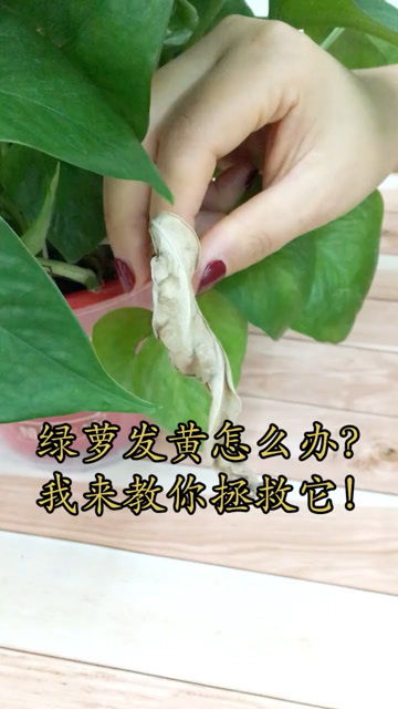 绿箩冬天发黄，如何挽救