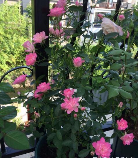 雨季保花绝招，让你的花儿笑开颜