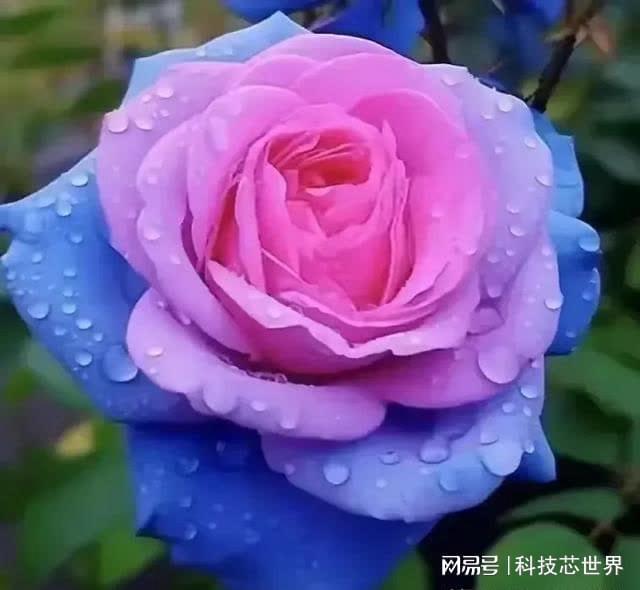 海报上的粉月季，是采用哪种绘画技法呈现的？