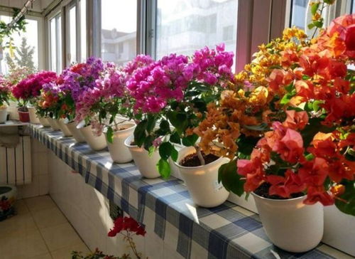 从奶茶到花海：漏斗花的变身秘诀