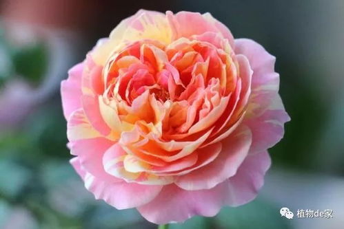 小画家月季，美得不像话