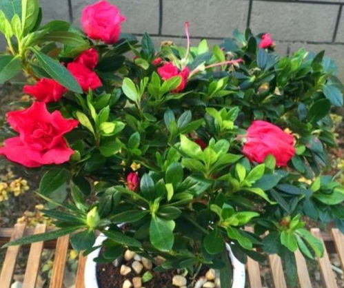 百日草：22天发芽到开花，神奇的生长速度