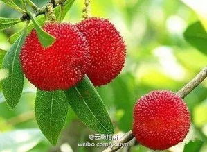 新鲜杨梅价格波动大，品质、产地、季节等因素影响较大