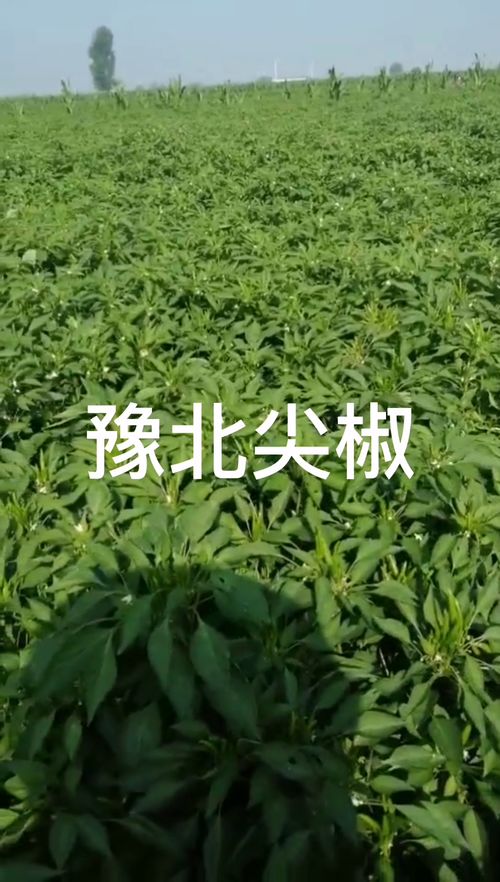 20亩辣椒种植一年大概能收入多少