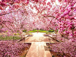 樱花的美丽：春天的使者