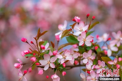 海棠花盛开的季节