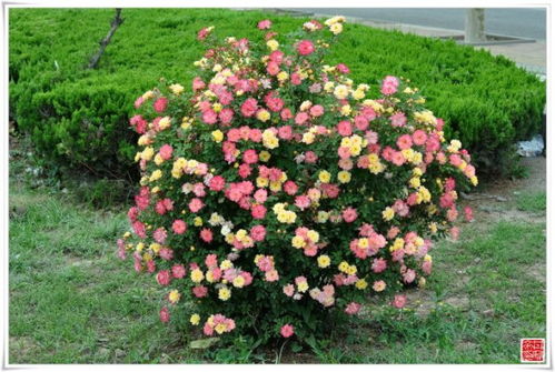 安阳景区的月季树品种特点