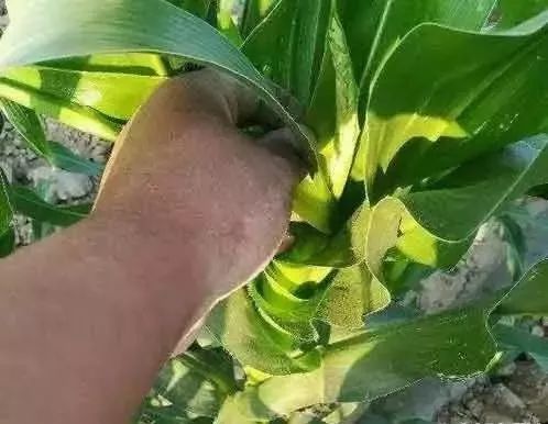 黄锈病和纹枯病：植物界的“双胞胎”还是“双胞胎病”