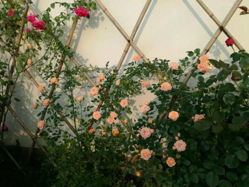 世界名贵花卉