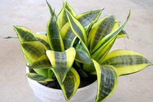 卧室养花，好处多多的选择