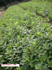 千年古桩，点缀其间