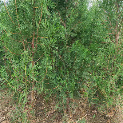 侧柏2米高价格揭秘，仁寿山公园票价大揭秘！