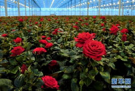 简介：温室园艺